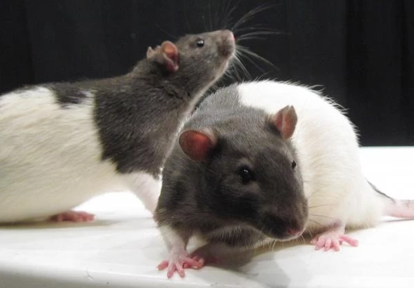 Comment se débarrasser des rats le plus naturellement possible?