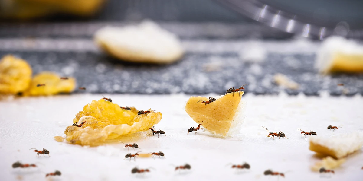 ASTUCES SIMPLES POUR VOUS DÉBARRASSER DES INSECTES NUISIBLES  (PH : DR)