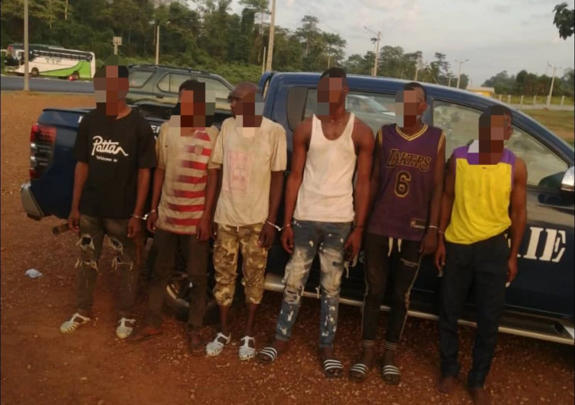 Singrobo : 6 voleurs de bœufs interceptés en pleine nuit au péage par la gendarmerie