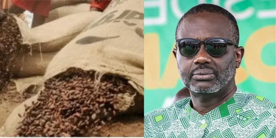 Crise du cacao : le ton monte entre gouvernement et producteurs, le PDCI exige des réponses