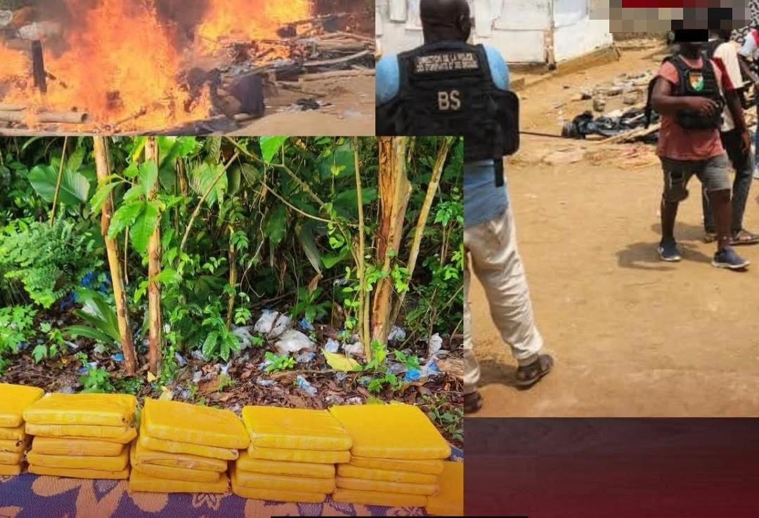 Yopougon : 46 blocs de drogue saisis par la police dans une forêt à Andokoi