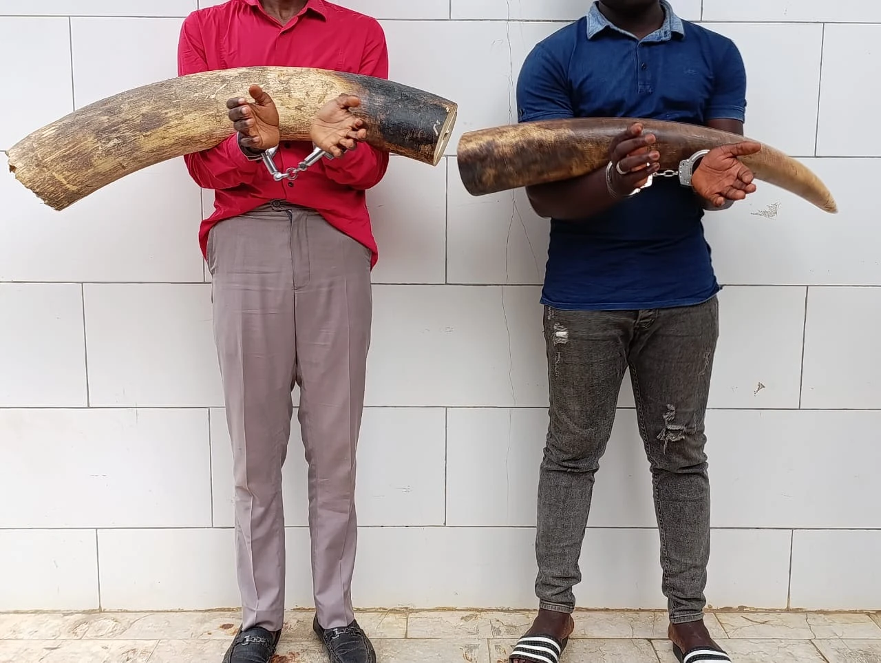 Trafic d’ivoire en Côte d’Ivoire : Deux trafiquants écopent de 10 ans de prison ferme