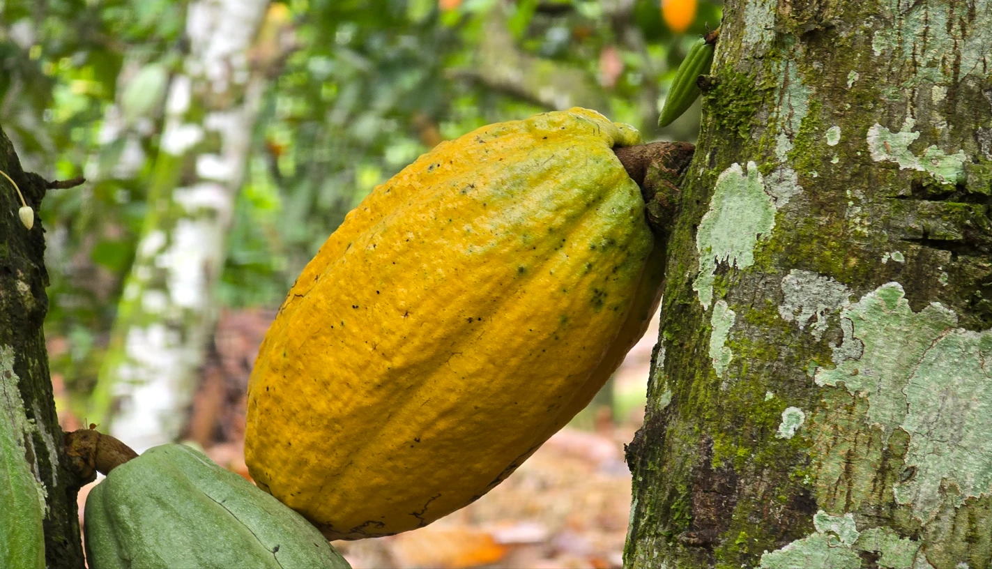 Quand une crise de gestion chez l’Etat se retrouve jusque dans la chambre des enfants du pays (P1)