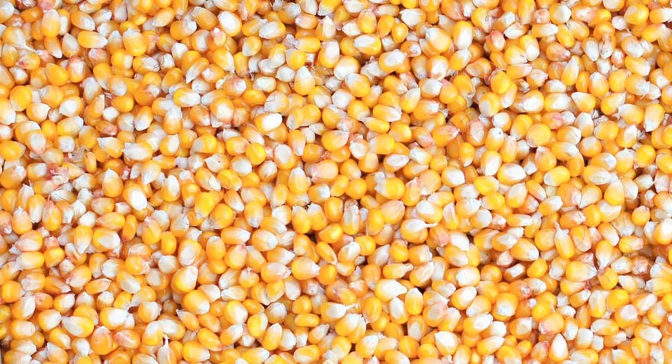 Chute du prix du maïs à Niakara : les producteurs sous pression