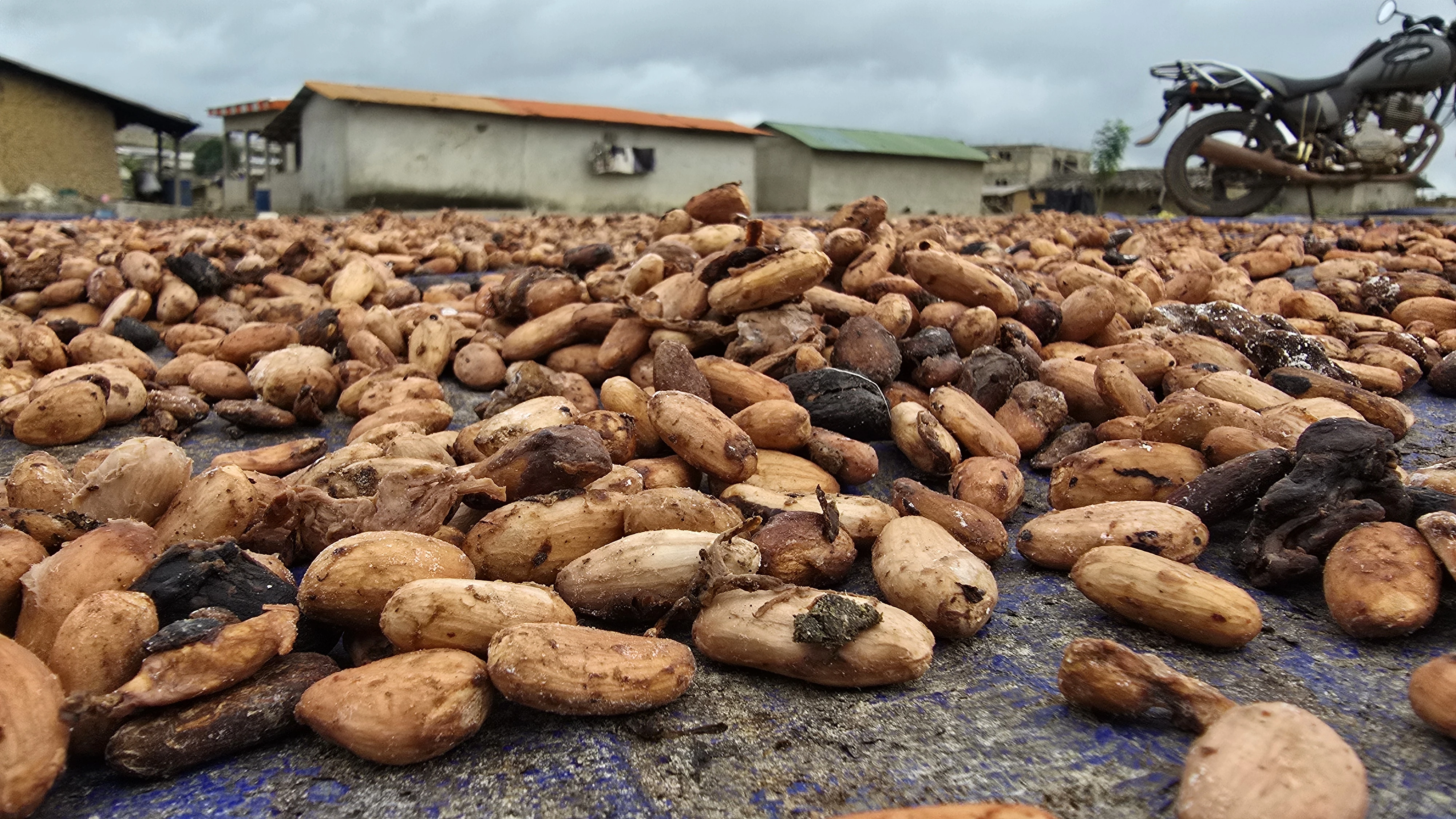 Crise du cacao en Côte d’Ivoire : Le fossé se creuse entre l’État et les planteurs