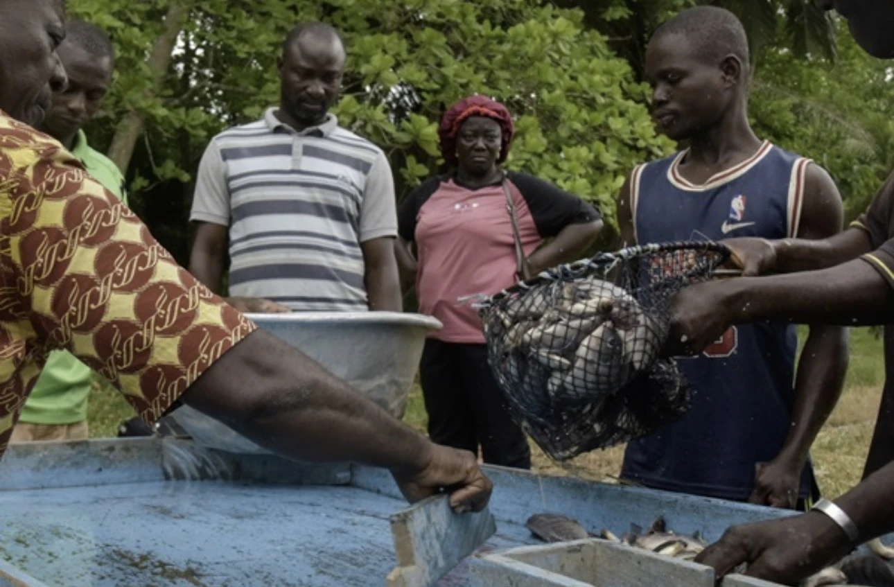 Ivory Coast: Local Tilapia in the Spotlight in Yamoussoukro