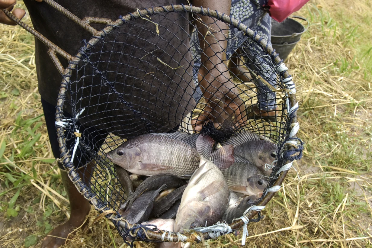 In Côte d'Ivoire, a digital platform to boost local tilapia