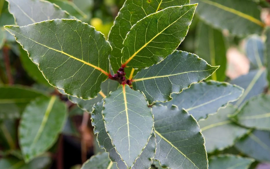 Feuilles de laurier : ce petit trésor de cuisine cache un pouvoir spirituel insoupçonné