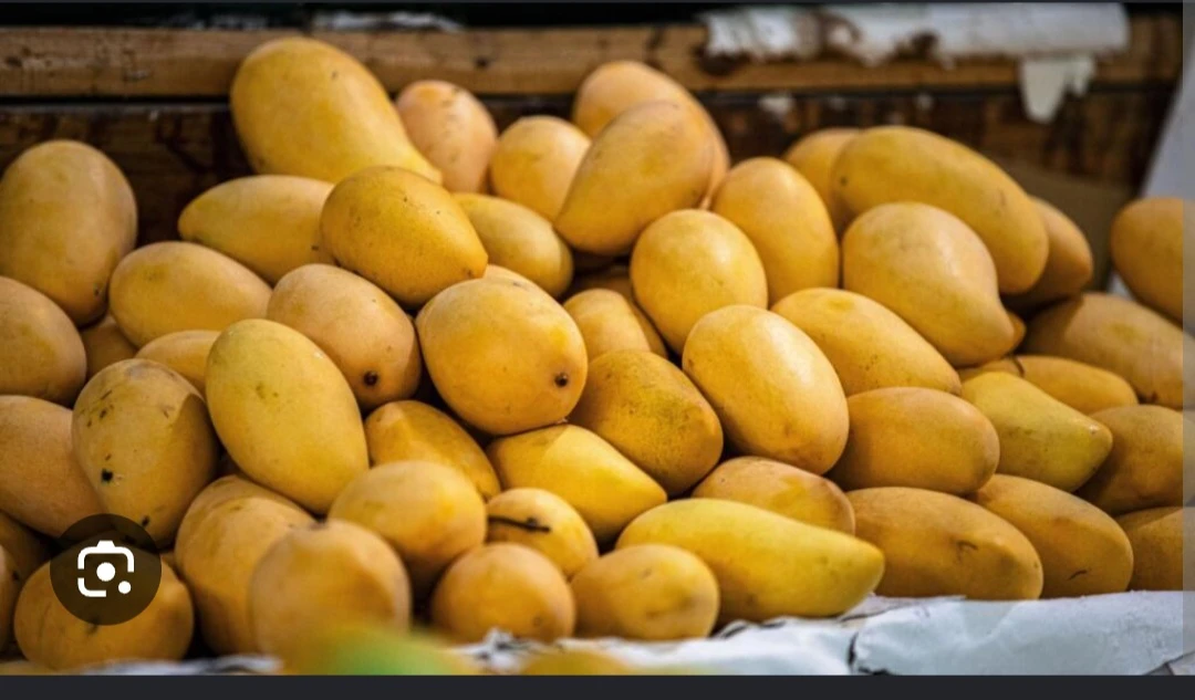 Mangue ivoirienne : une demande en plein essor et une campagne sous contraintes