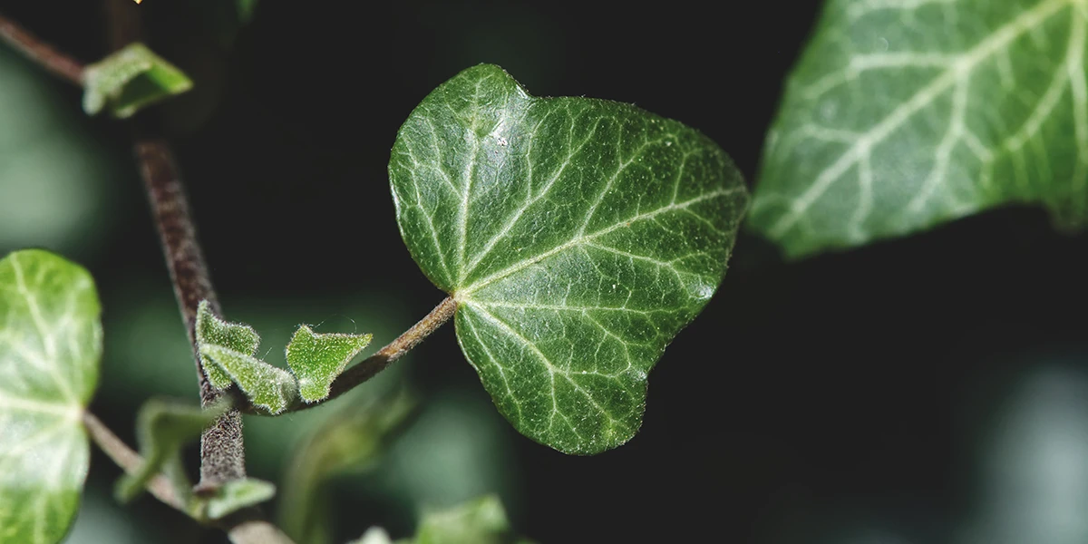 Le lierre du jardin : l’alternative naturelle et économique à la lessive classique