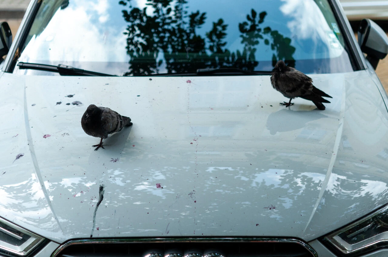 Fiente d’oiseau sur la voiture : le réflexe simple qui évite les traces sur la carrosserie