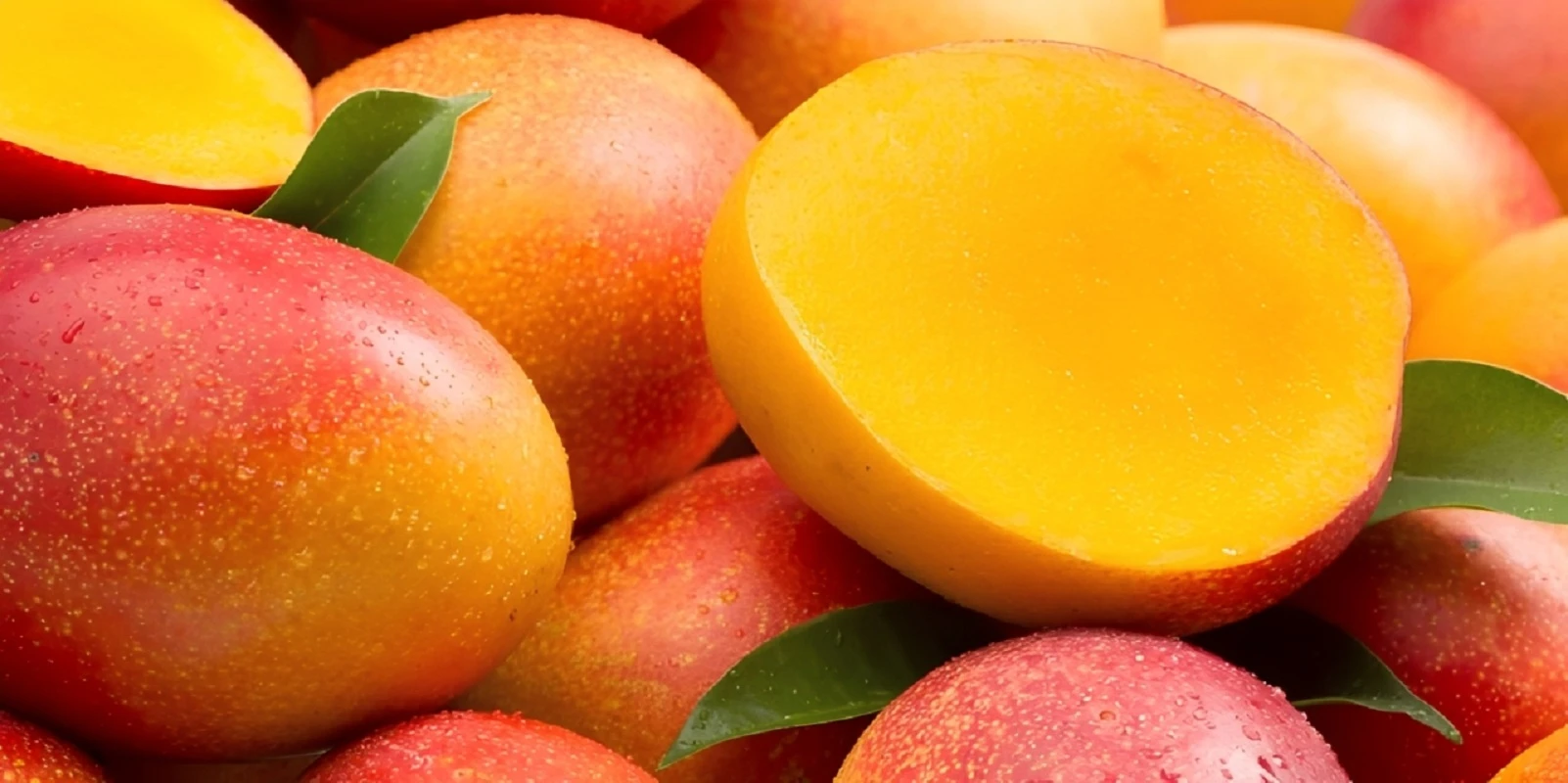 Menace sur la filière ivoirienne de la mangue : 15 cargaisons infestées interceptées et détruites en Europe