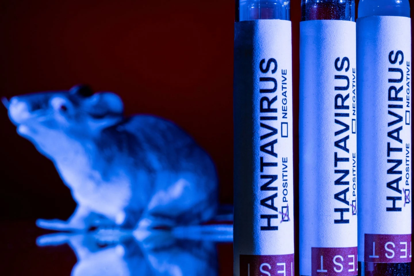 Hantavirus : Avec 0 cas, la Côte d'Ivoire active son dispositif d'alerte précoce