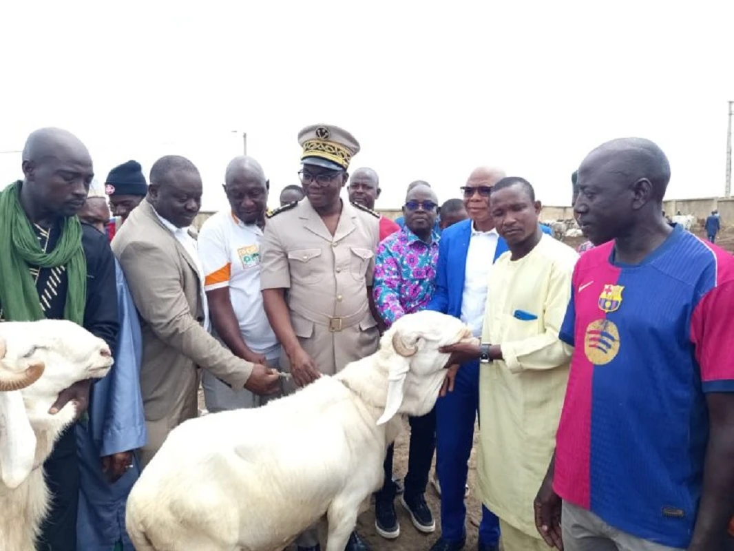 Cattle Fair: The 1st Edition Launched in Soubré to Support Local Production