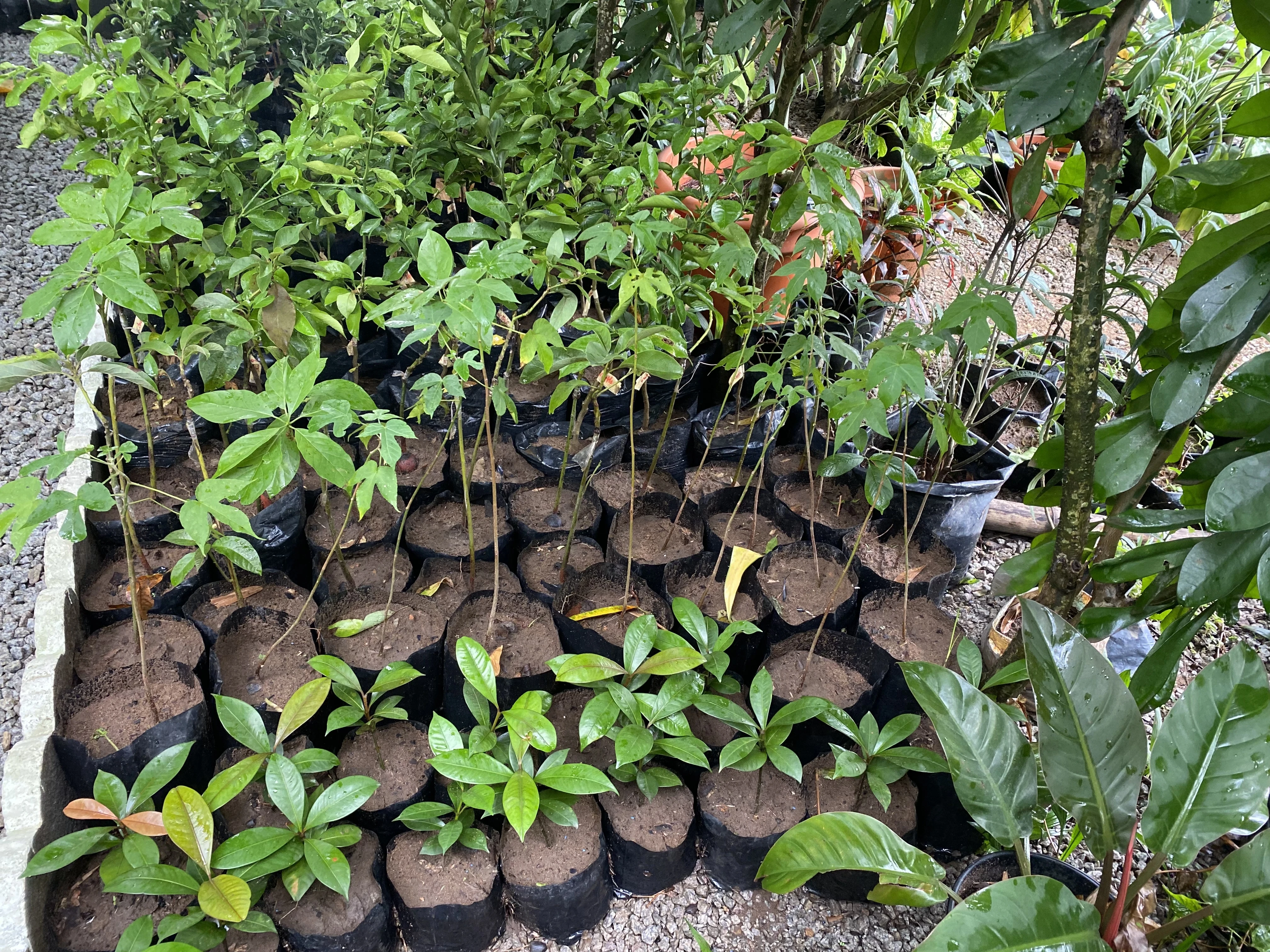 Grande Foire des Arbres Fruitiers : Le Jardin de Zoey veut faire d’Abidjan une ville plus verte