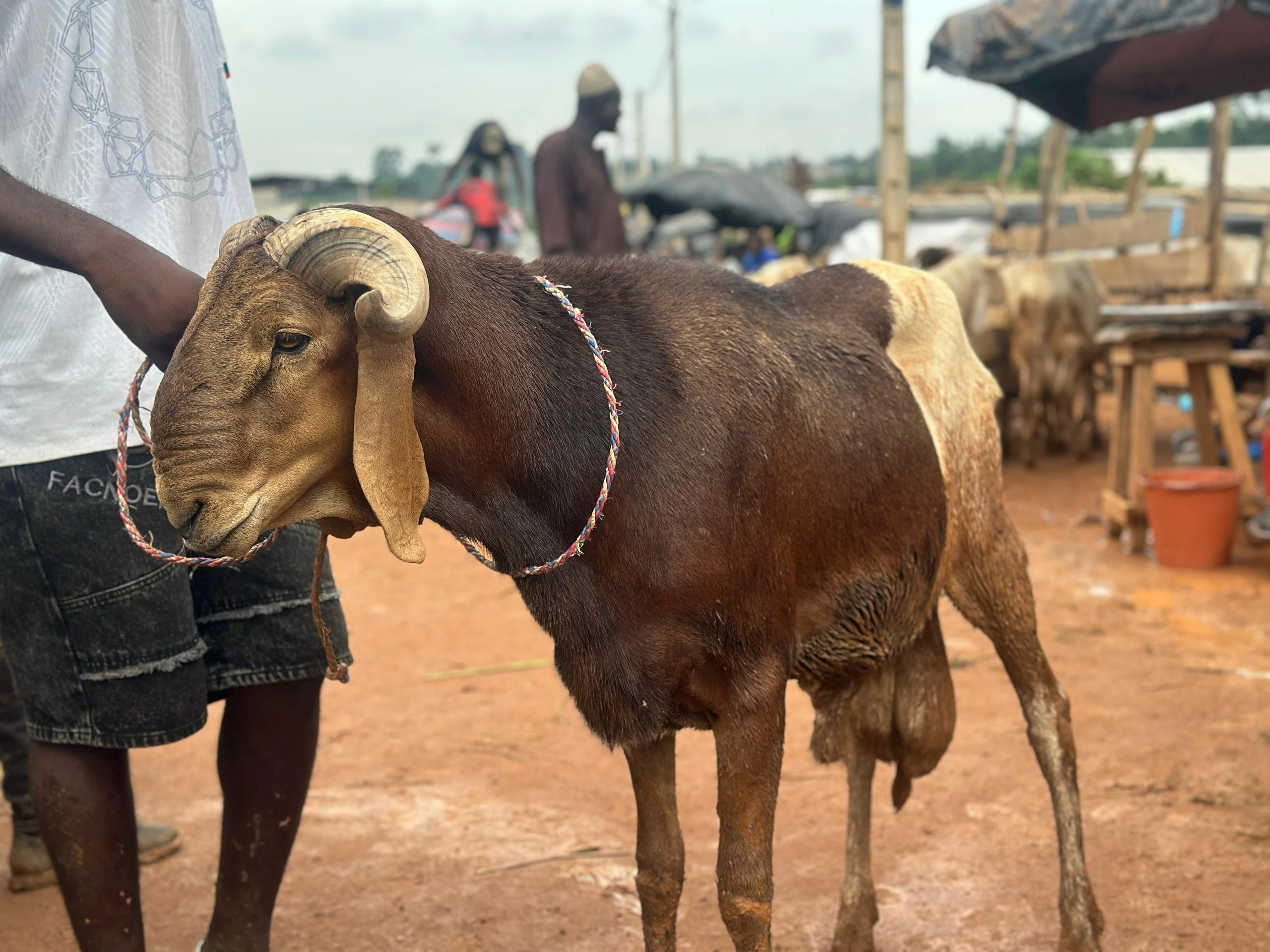 Tabaski 2026: Sheep prices range from 75,000 to 450,000 CFA francs, not 250,000