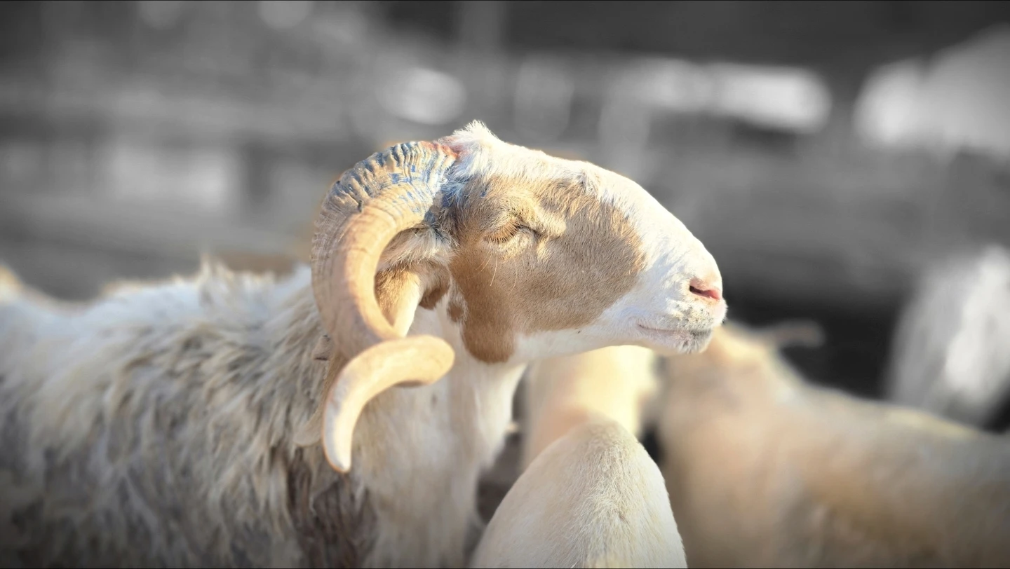 La viande de Tabaski ne se vend pas : Elle est partagée en 3 parts égales (fête, proches, nécessiteux)