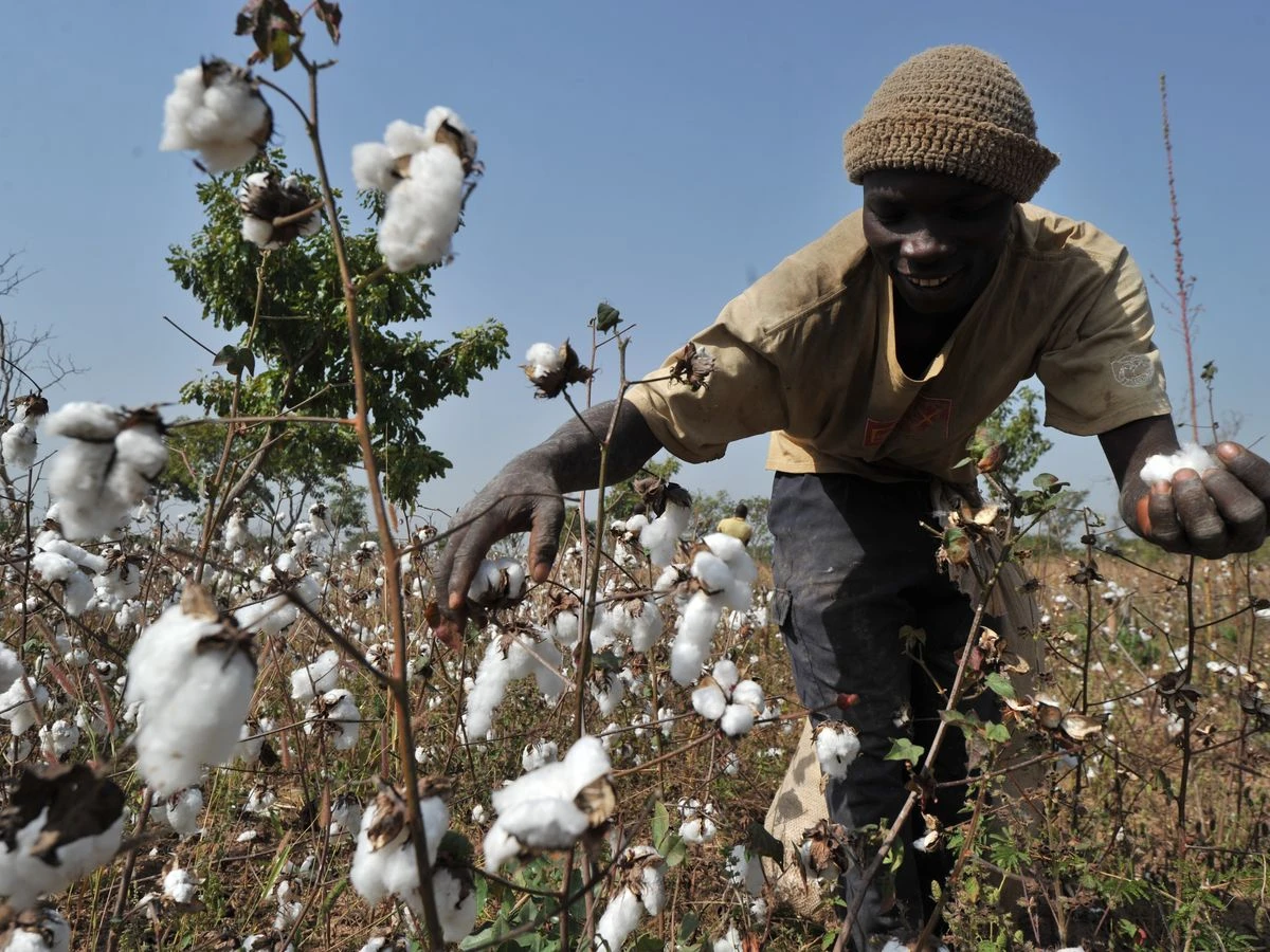 Drought, expensive inputs, payment delays: the challenges still hampering the cotton sector