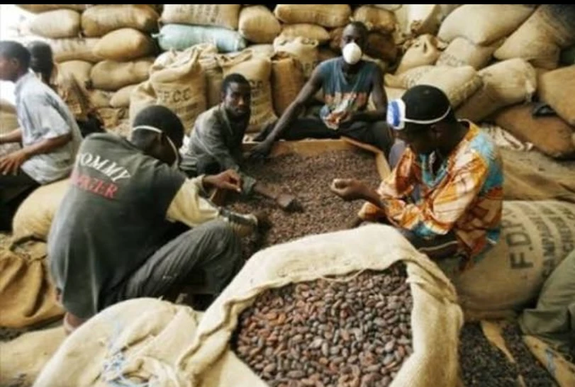 Cacao à 2 800 FCFA le kilo : Chronique d'un prix record devenu piège économique