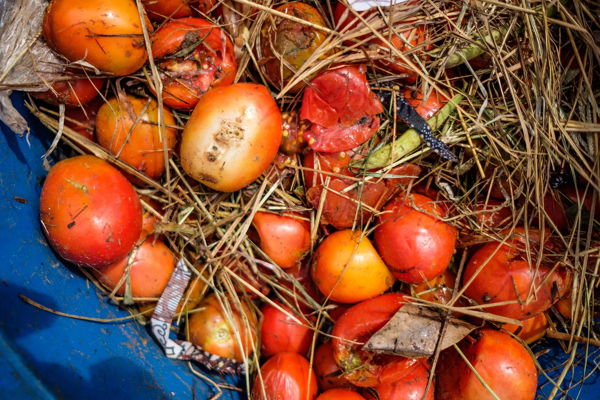 Africa: Millions go hungry while 70 million tonnes of food are wasted