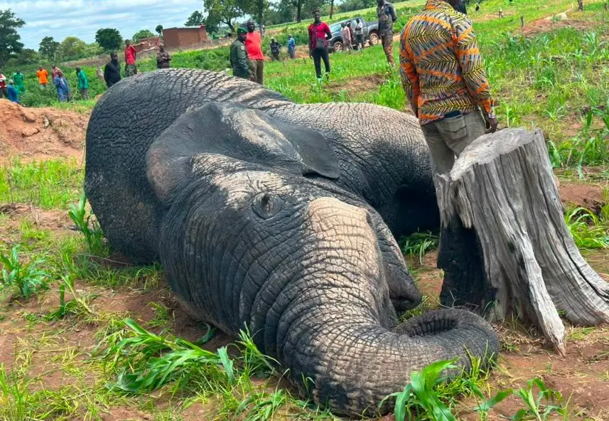 M'Bengué : un éléphant meurt électrocuté, une espèce déjà au bord de la disparition en Côte d'Ivoire