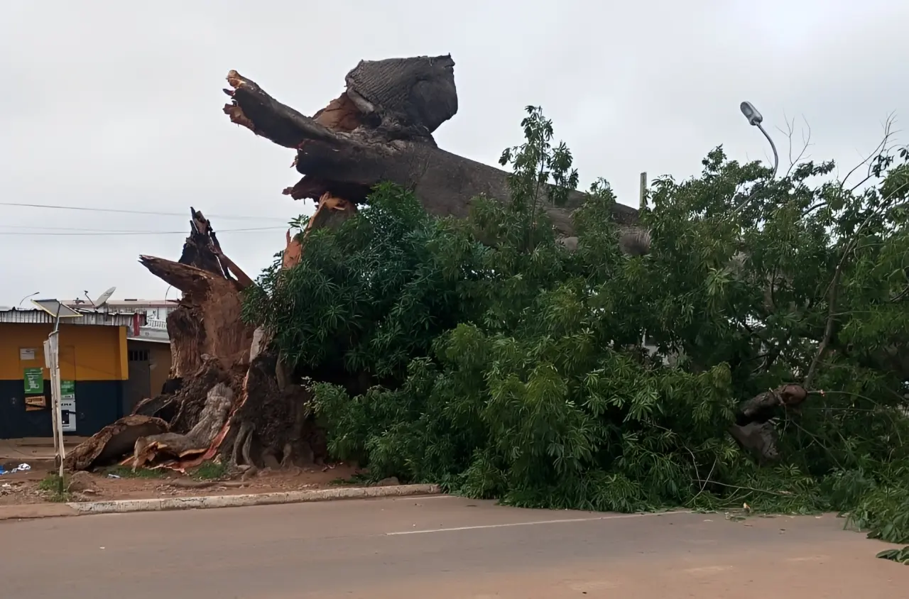 Bouaké : Le mythique fromager de Nimbo déraciné tue plusieurs personnes et fait de graves blessés