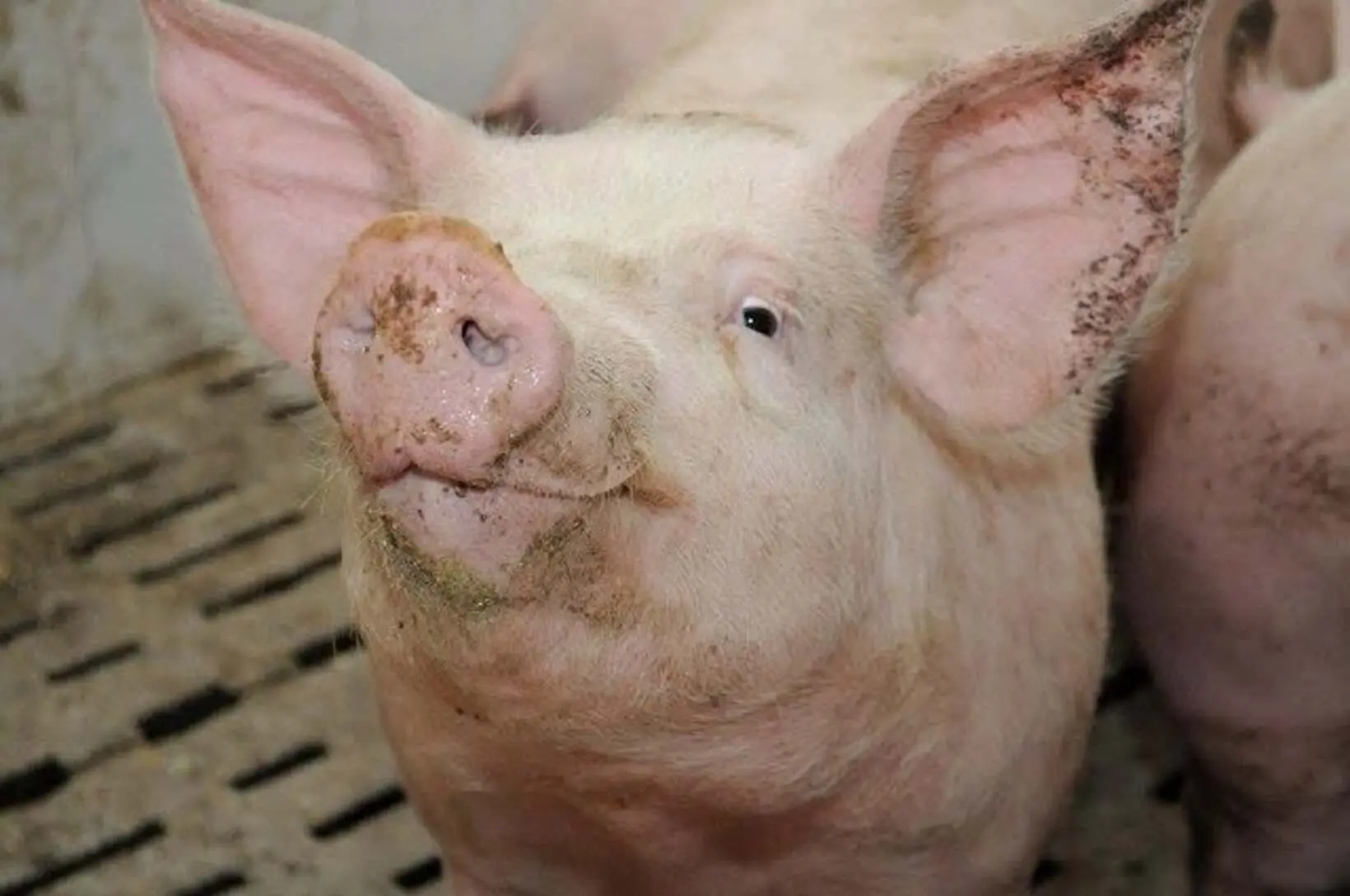 Ferkessédougou : Un foyer de peste porcine africaine confirmé, des restrictions immédiates imposées