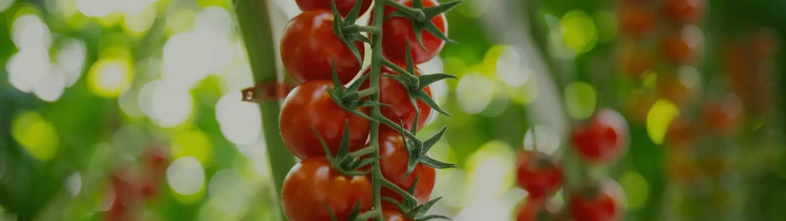 Récolte des tomates : Le geste qui les garde fermes et retarde leur pourriture