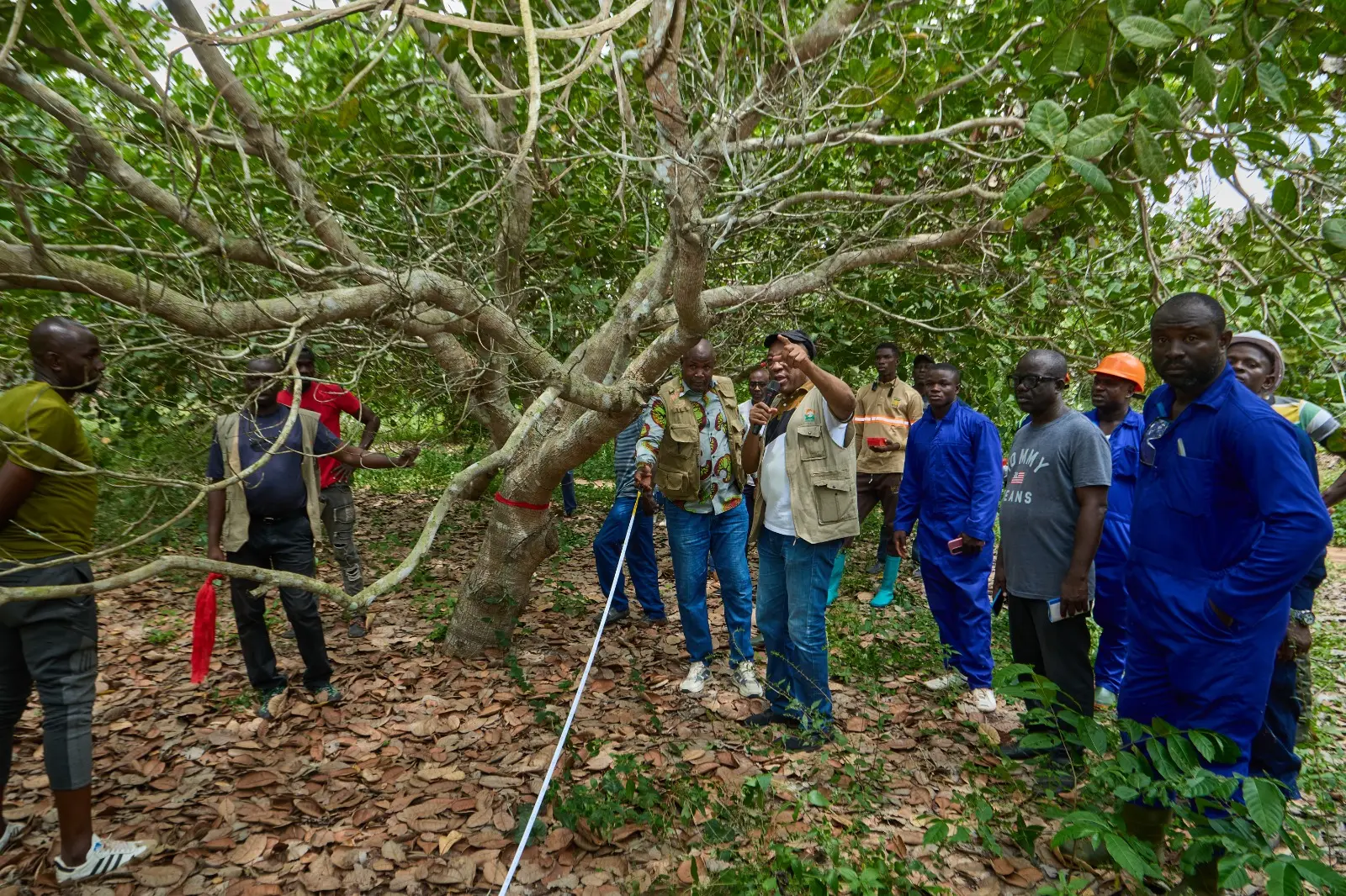 Noix de cajou : 61 formateurs redonneront vie aux vergers vieillissants d'anacardier
