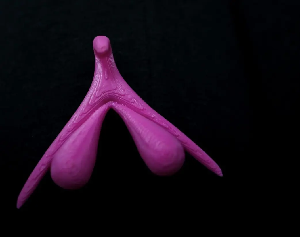 Clitoral Nerves: Science Finally Reveals the Secrets of Female Genital Organs