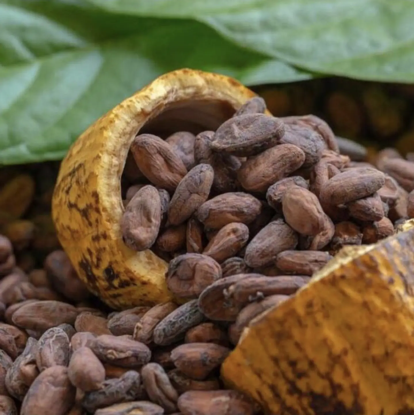 Exportation du cacao ivoirien : 70 sociétés et 37 coopératives agréées par le Conseil