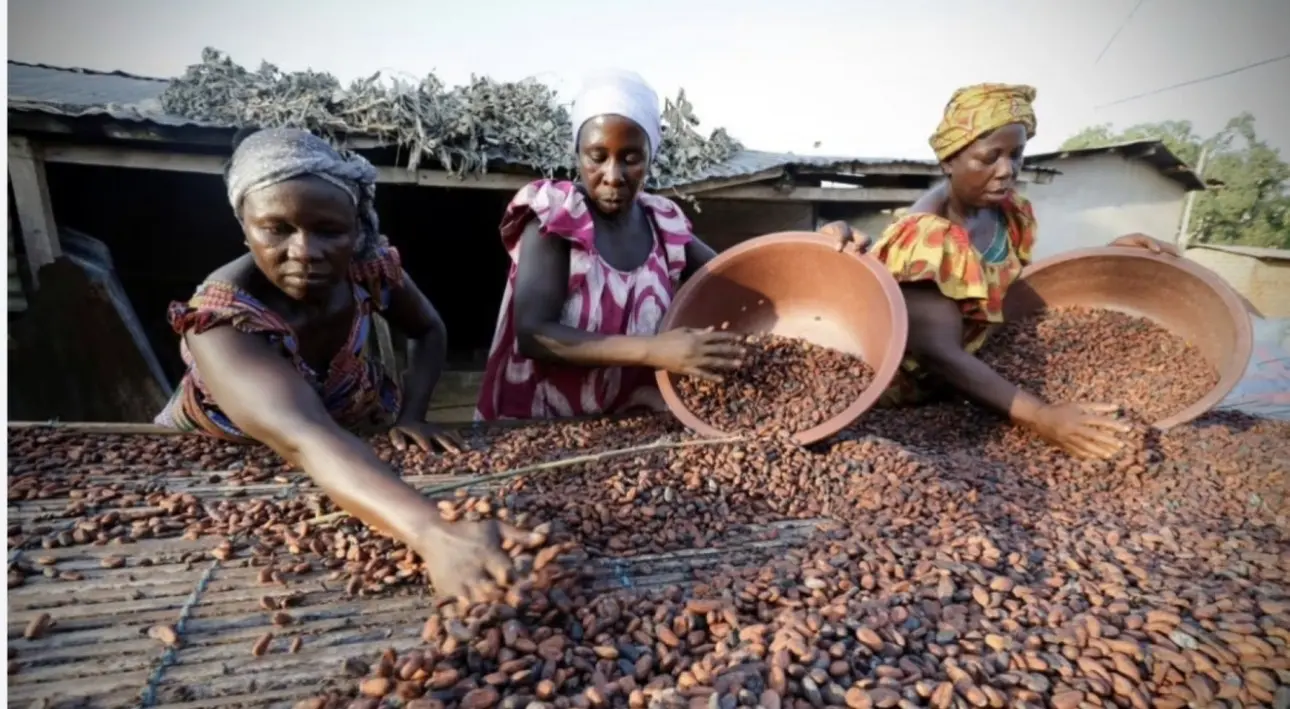 Cacao : Le prix bord champ fixé à 1 200 FCFA/kg pour la campagne 2026-2027, le café à 1 300 FCFA