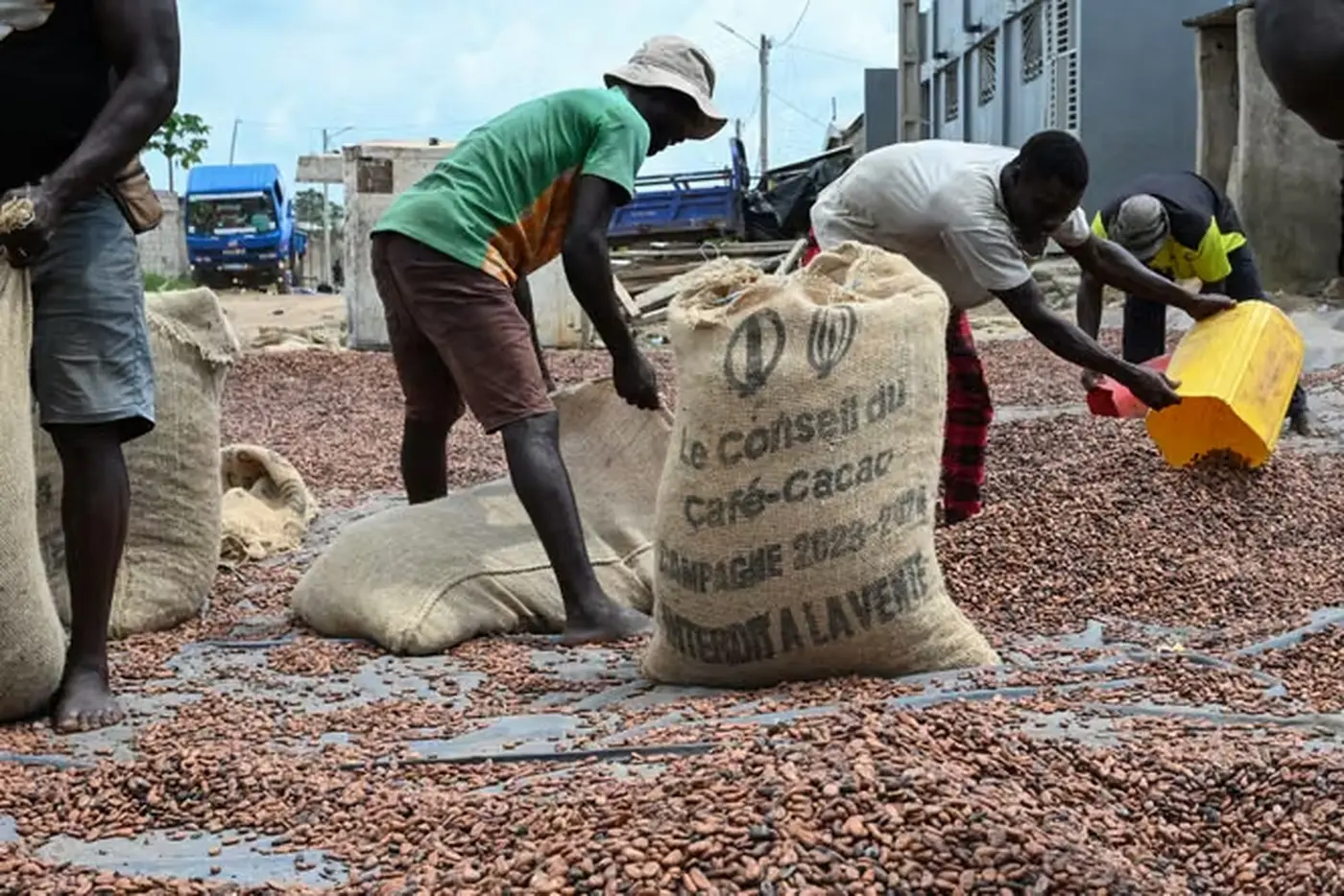 Nouveaux prix du cacao : Des gestionnaires qui fêtent ; des planteurs qui pleurent / Guerre totale PDCI - PPA-CI