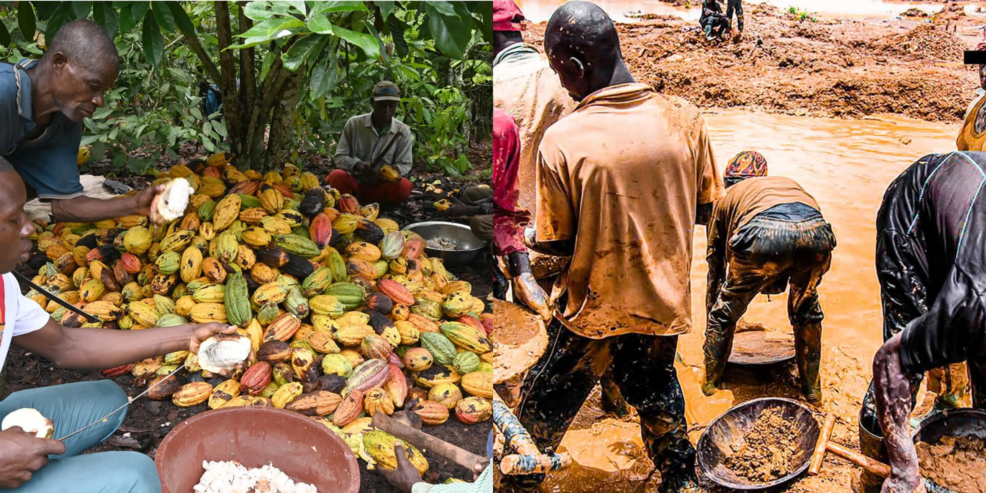 Côte d’Ivoire : grogne des producteurs autour du prix du café et cacao/ appel contre l’orpaillage illégal