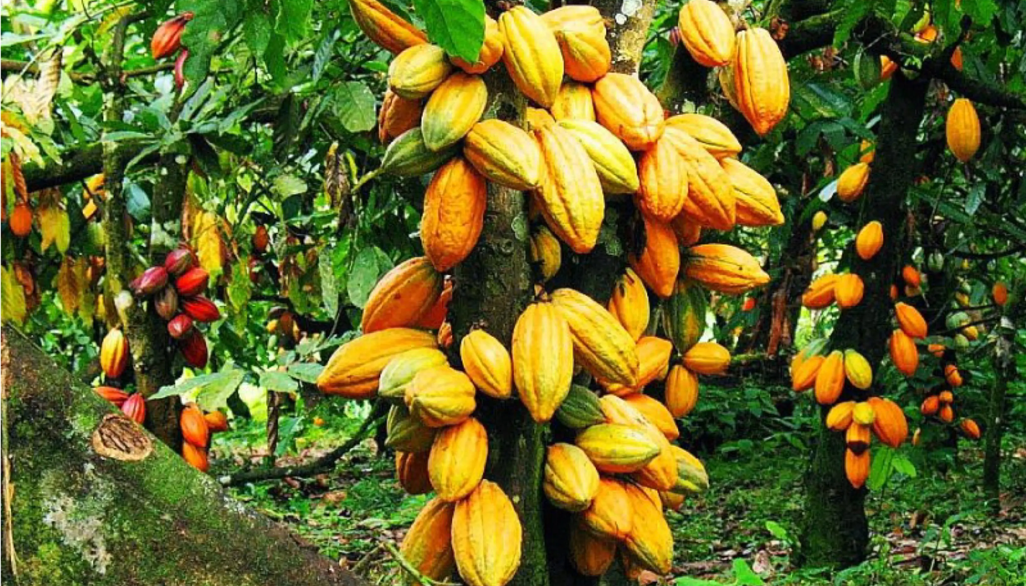 Coffee-Cocoa Research: FIRCA Reviews 13 Years of Investments