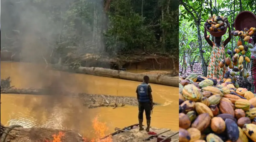 Illegal Gold Mining: RHDP 'Sole Responsible', Cocoa Farmers Grumble