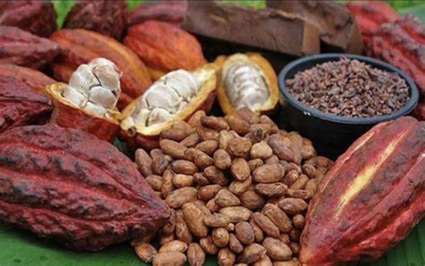 Cocoa: The Cameroonian producer would earn twice as much as his Ivorian counterpart