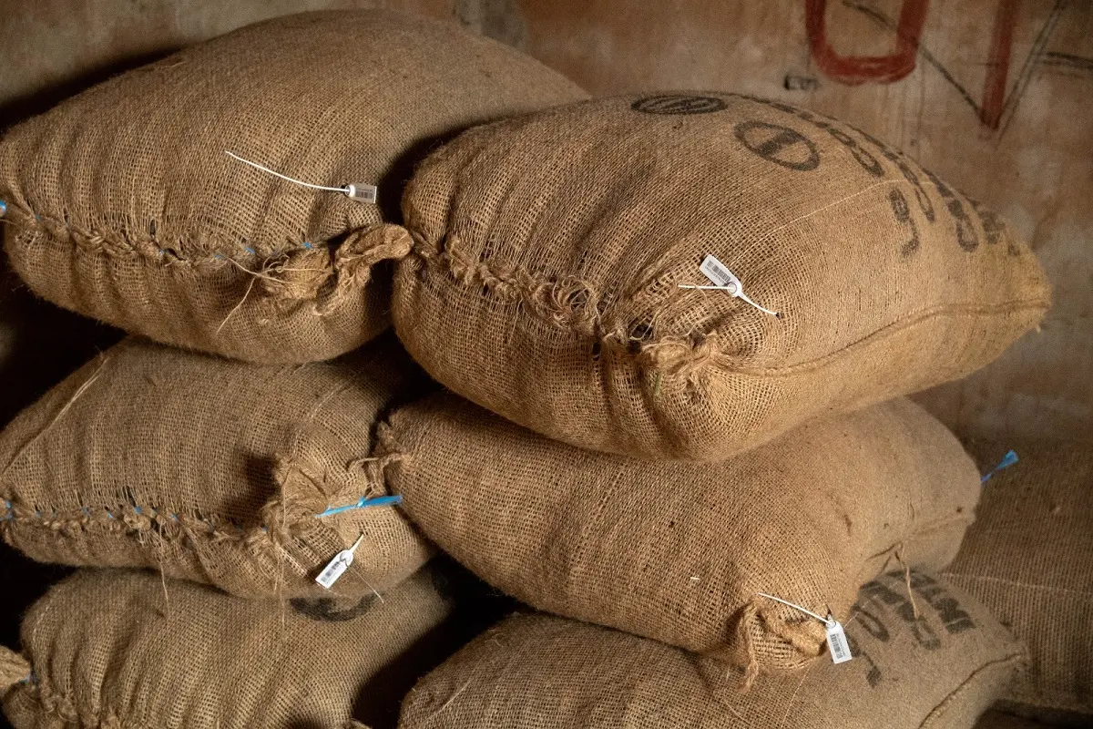 Cocoa: 38,000 producers have made sales with their cards since September 1, 2026