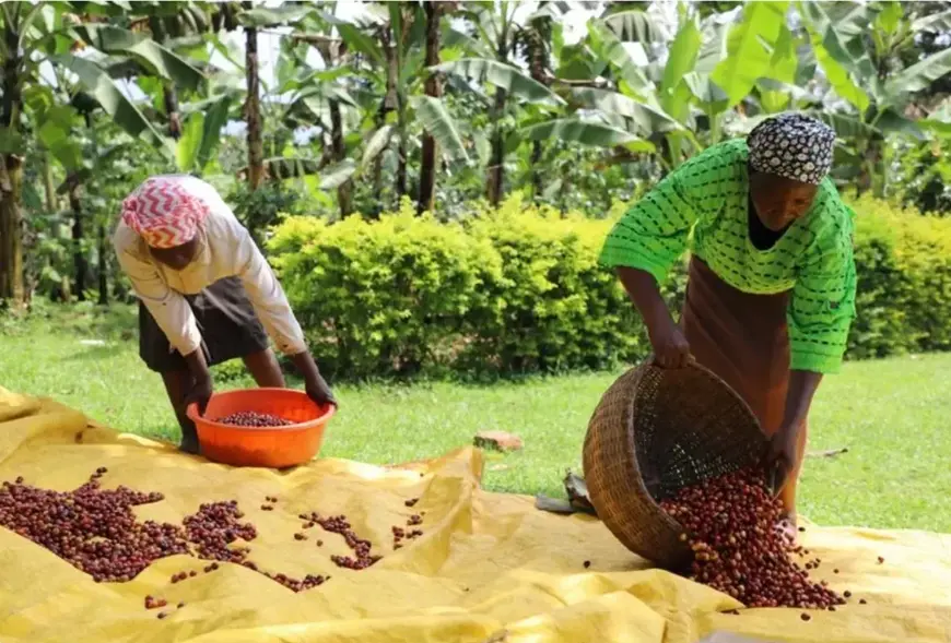 Travail dans les plantations : Au Kenya, des gants et un tissu pour sauver les caféiculteurs