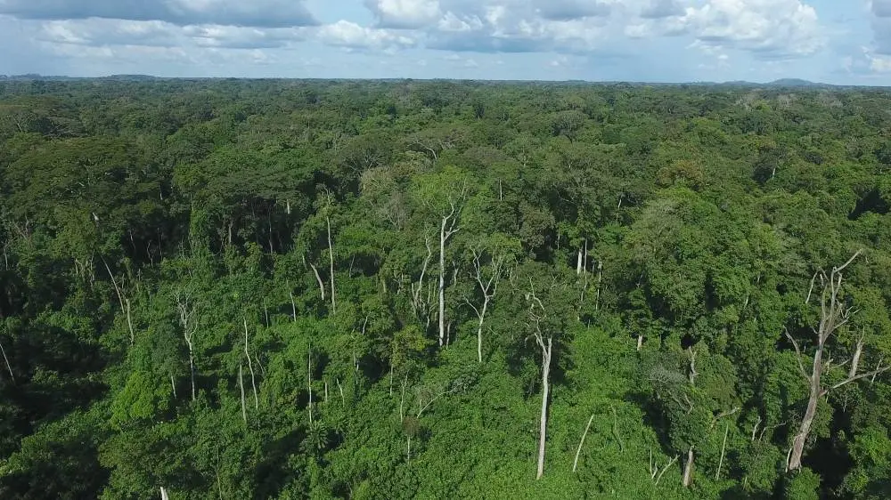 Forest Heritage: The Government Redefines Boundaries of 14 Protected Forests and Agroforests