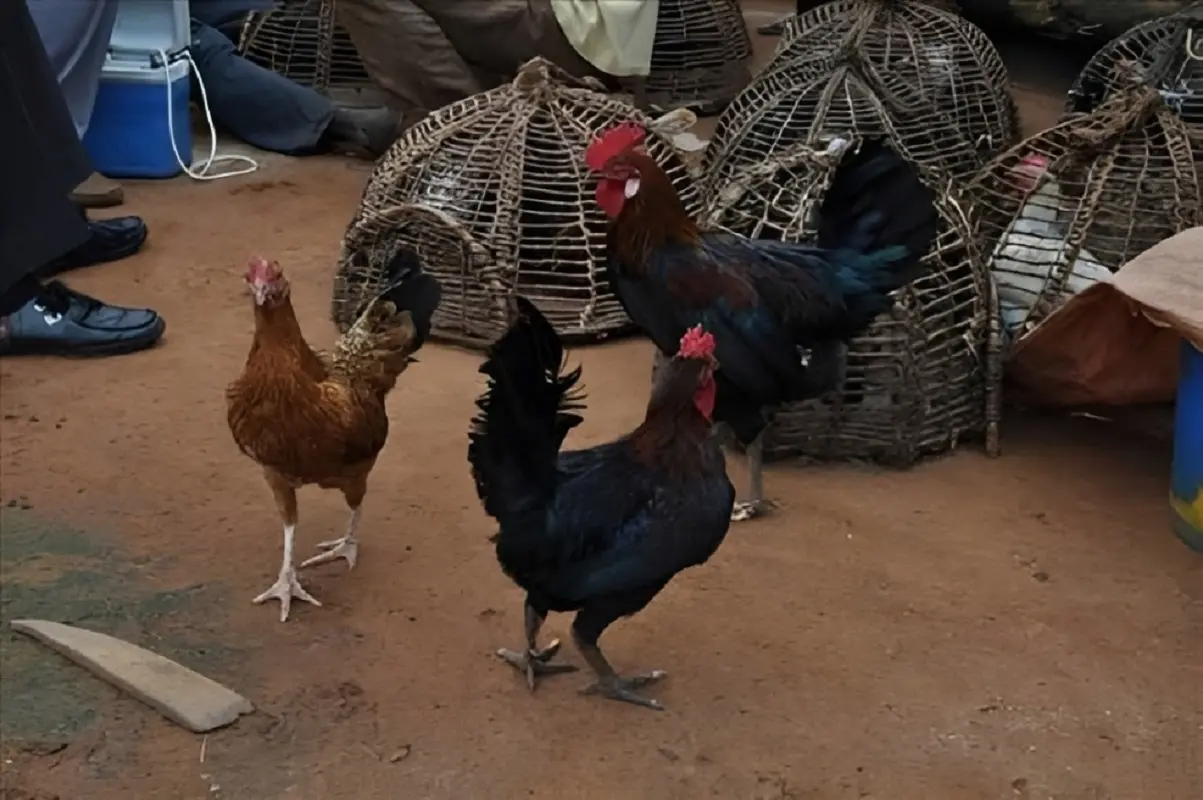 Abengourou : une tentative de vol de poulet vire au drame, un homme tué dans un champ d’hévéa