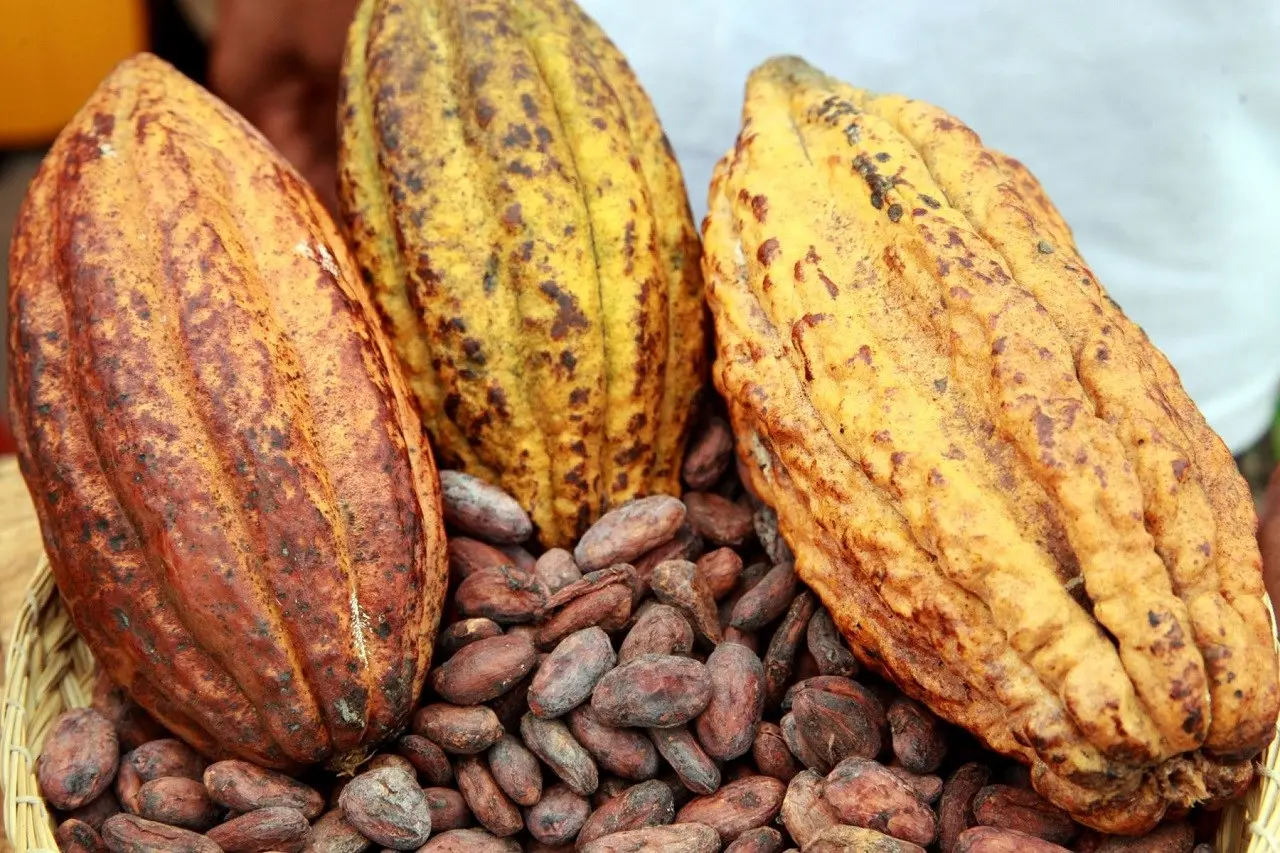 Ghana : Le prix bord champ du cacao fixé 3,65 dollars le kilogramme