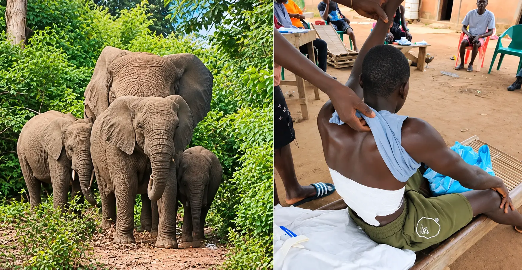 Ivory Coast: Elephant seriously injures 29-year-old youth, Ministry of Water and Forests issues warning