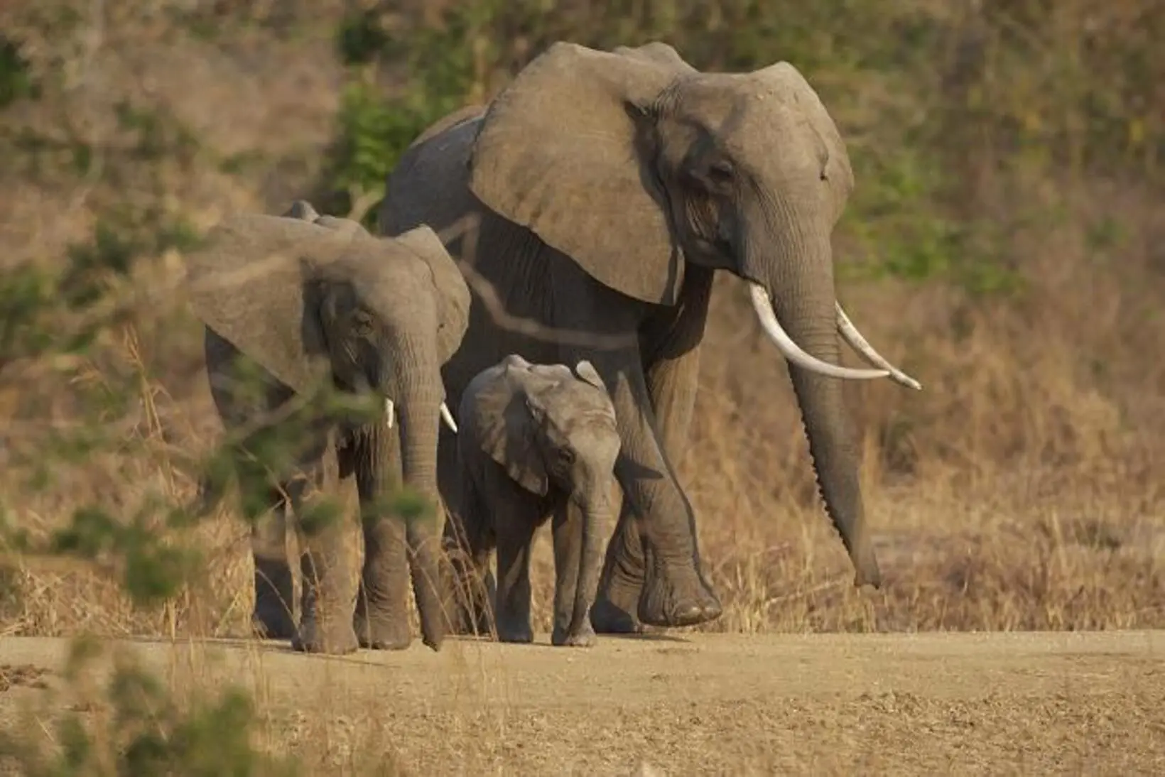 Niakara: Elephants Disrupt Traffic and Drive Farmers Away from Their Fields