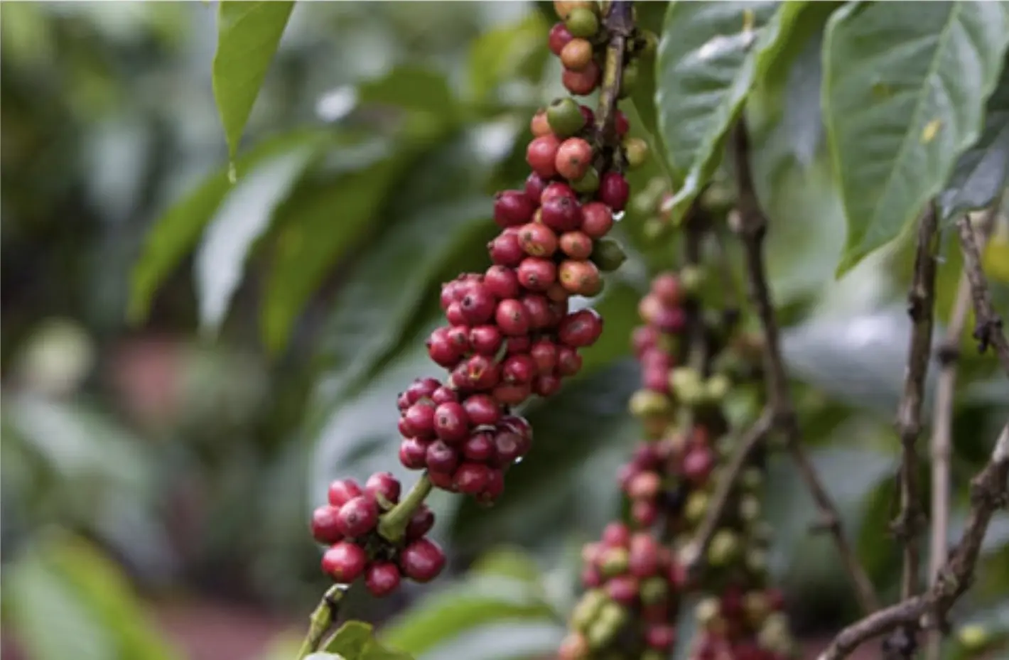 Café malgache : Avec 62 000 tonnes de cerises produites, la Grande Île optimise sa biotechnologie