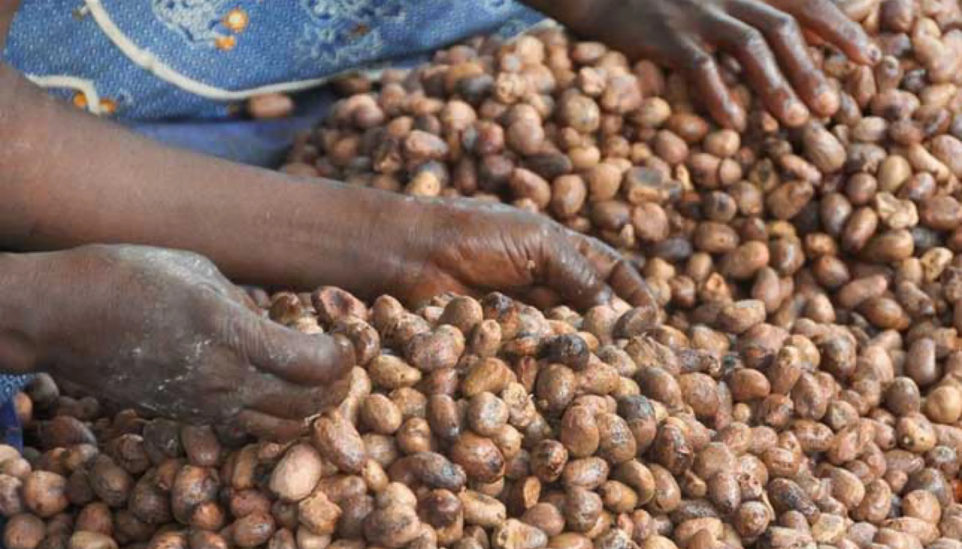 Côte d’Ivoire : Le FIRCA veut faire du karité une mine de revenus en boostant la production