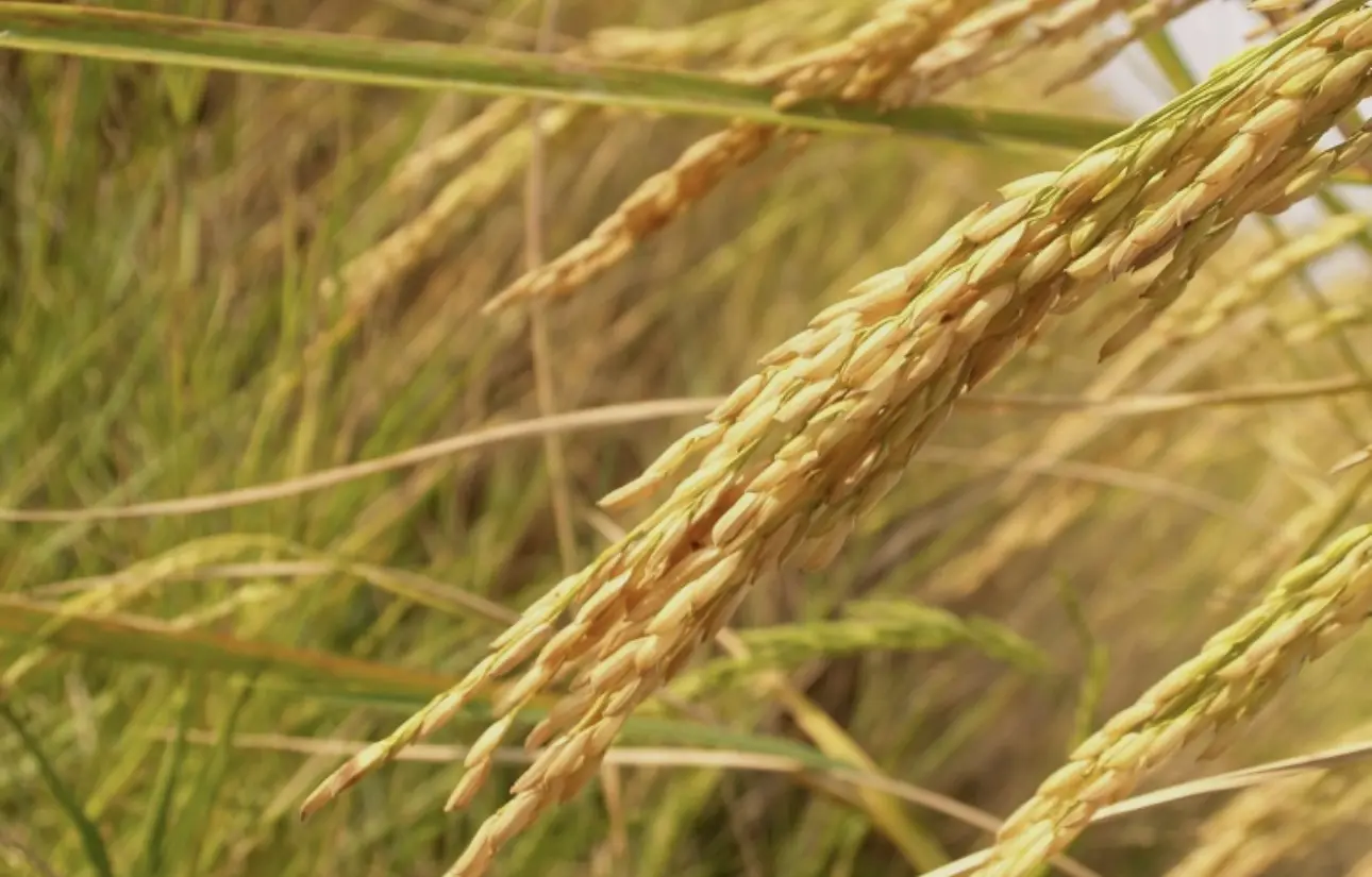 Riziculture : La Côte d’Ivoire présente 13 projets à 24 entreprises italiennes