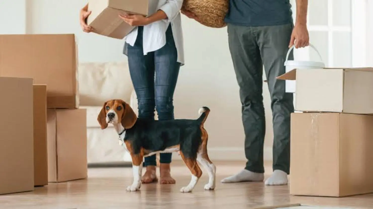 Déménagement avec un chien : Les bons réflexes pour réduire son stress et éviter les accidents