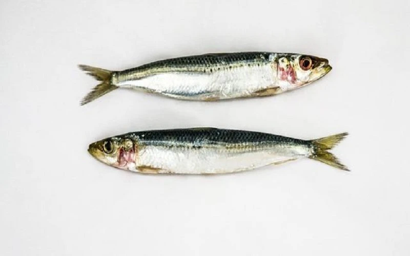 Poisson sardines ces arêtes peuvent être consommées.