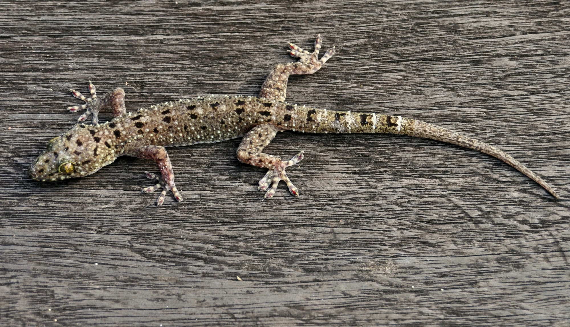 Astuce : Comment se débarrasser des geckos ou salamandres des maisons